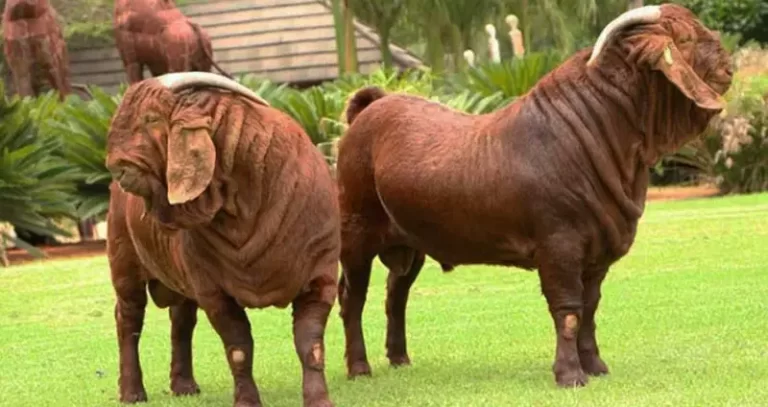 Kalahari Red Goat